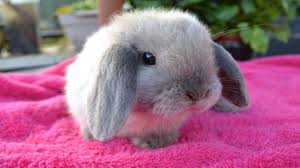 House rabbit pet rabbit giant rabbit rabbit pictures cute pictures benny and joon cute bunny bunny bunny adorable bunnies. Cute Baby Rabbits Doing Funny Things Best Of Baby Bunnies Compilation Youtube