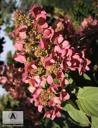 Oct 25, 2019 · die hydrangea paniculata 'diamant rouge' ®, so der botanische titel, bietet ein kontrastreiches farbenspiel und verzaubert den garten in eine fantasievolle märchenlandschaft. Hydrangea Paniculata Mega Mindy Ilvomindy Pbr