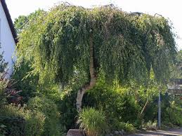 Kleinwüchsige bäume für den hausgarten. Trauerbirke Hangebirke Sandbirke Weissbirke Youngii Betula Pendula Youngii Baumschule Horstmann