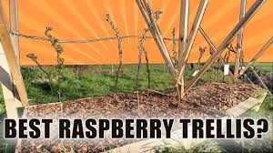 Prune raspberry bushes in late winter or early spring. Building A Commercial Raspberry Trellis System Youtube