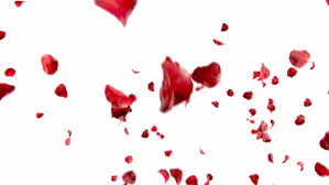 Falling Petals Roses 3d Animation Stock Footage Video 100 Royalty Free 6214874 Shutterstock Text transition you can find here. falling petals roses 3d animation stock footage video 100 royalty free 6214874 shutterstock