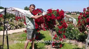 His birthday, what he did before fame, his family life, fun trivia facts, popularity rankings, and more. Ostatnie Nawozenie Roz W Tym Roku Kiedy To Zrobic Youtube