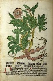 Peony In Gart Der Gesundheit Herbalism Medieval Medicinal Herbs