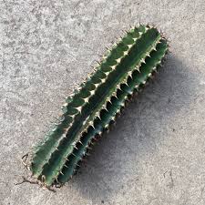 Image result for Stephania abyssinica