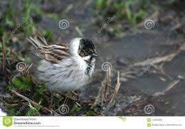 Gray Bird With Black And White Head Bird Gray With Black Head Spring Motifs Photo About Looking Fall Bird Head Cease Lighting Photo Original Motifs Tvarini I Ptahi