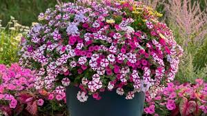 Embrace the ease and flexibility of wave petunias and become a gardening trendsetter whether your garden is vertical, horizontal, colorful, small, large or anything in between. Wave Petunias Vs Supertunias Differences Benefits Between Them