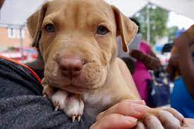 (2 days ago) free spay & neuter certificates (vouchers) and discount spay &. Save Ohio Pets Free Spay And Neuter Clinic Vet Care In Columbus Ohio