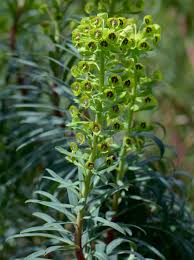 Image result for Cephalocroton mollis