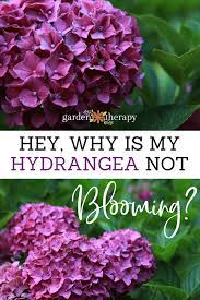 What causes hydrangeas to not bloom? Why Is My Hydrangea Not Blooming Garden Therapy