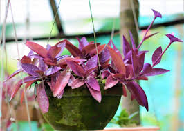 Bleeding heart vine plant type: Purple Heart Tradescantia Pallida Nestreeo Com
