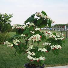 Image result for Clerodendrum