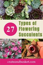 We did not find results for: 27 Types Of Flowering Succulents Crate And Basket