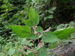 Image result for Urticaceae