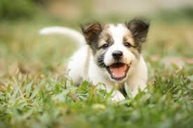 Image result for IMAGES PUPPIES