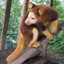 Seven Of The Cutest Endangered Animals In The World Rainforest Animals Cute Endangered Animals Endangered Rainforest Animals