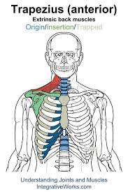 Pin On Myofascial Pain