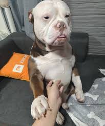 he is withering away🐾🤣🐾 #dog #pet #fyp...