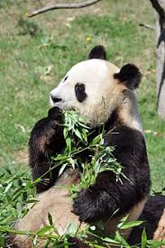 Ce qu'il faut savoir sur les pandas du zoo de beauval : Zooparc De Beauval Wikipedia