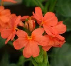 Image result for Crossandra nilotica