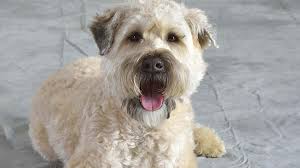 We have had no genetic issues! Soft Coated Wheaten Terrier Price Temperament Life Span