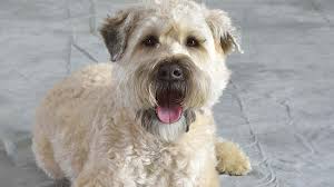 Their coat is best when brushed on a daily basis to keep them maintained. Soft Coated Wheaten Terrier Price Temperament Life Span