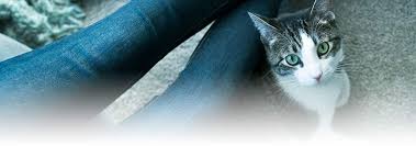 Annapolis cat hospital's how to: Cat Dental Health 4 Methods For Cat Dental Care Hill S Pet