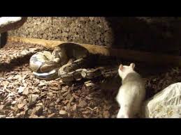 Lovestory Einer Ratte Und Einer Schlange Youtube