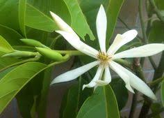 Become a fan remove fan. 43 Beste Ideeen Over Bunga Cempaka Bloemen Magnolia Botanische Prenten