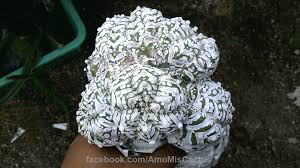 El valor de lo raro. Te Gustan Los Cactus Raros Siguenos Para Ver Los Cactus Mas Raros Del Mundo Cactus Raros Cactus Crasas