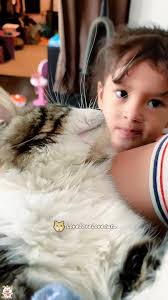 The cat hit the baby#cat #cats #funnycat #funnyvideo #tiktok #foryour  #foryou