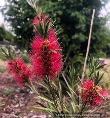 Image result for Callistemon