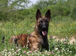Dutch shepherd hollandse herder on day off. Hollandischer Schaferhund Im Rasseportrait Zooroyal Magazin
