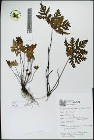 Image result for Doryopteris concolor