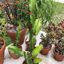 We did not find results for: Hylocereus Undatus Dragon Fruit Cactus Uploaded By Ziggywallflower