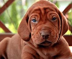 We are a new family operated new business offering vizsla puppies. Vizsla Breed Information