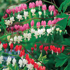 Tolerates a wide range of humidity levels. Buy Old Fashioned Bleeding Heart Collection Breck S