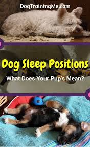 Is it ok for dogs to sleep all day? Do You Want To Know What Your Dog S Sleep Position Means Does Your Dog Sleep In A Ball Or On Their Back Or Flat Ou Dog Sleeping Positions Sleeping Dogs Dogs