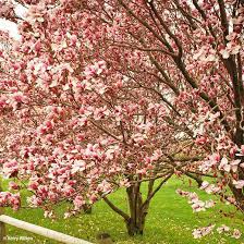 Flowering trees can be planted in your garden, backyard, or even in a container for your patio or indoor spaces. Buy Affordable Saucer Magnolia Trees At Our Online Nursery Arbor Day Foundation Buy Trees Rain Forest Friendly Coffee Greeting Cards That Plant Trees Memorials And Celebrations With Trees And More