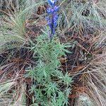 Image result for Lupinus pubescens