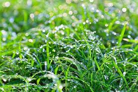 Image result for dew