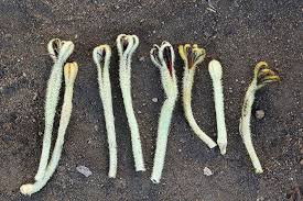 Image result for Vanwykia remota