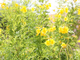 We did not find results for: Desert Marigold Elgin Nursery Tree Farm Phoenix Az