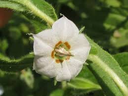 Image result for Trichodesma