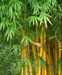 Istilah Pengertian Arti Kata Cara Mengawetkan Bambu Di 2020 Bambu Bunga Art