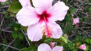 Image result for Hibiscus malacospermus