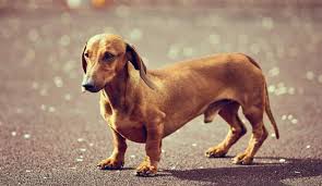 Dakhund Kopek Ozellikleri Nelerdir Yavru Dachshund Daksund Cinsi Hakkinda Bilgiler Evcil Hayvan