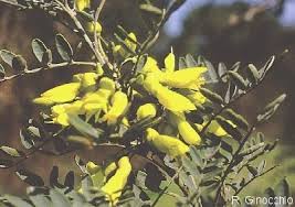 Image result for Sophora inhambanensis