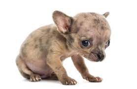 What To Know About Puppy Ringworm Symptoms And Treatment For Dogs Puppies Puppy Safe Rottweiler Care