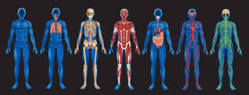 The Human Body Anatomy Facts Functions Live Science