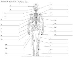 Anatomy Labeling Worksheets In 2020 Skeletal System Worksheet Skeletal System Anatomy Anatomy And Physiology